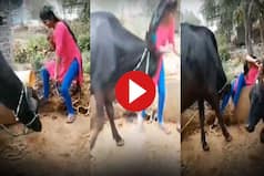 Viral Video: Girl Dances In Front Of Buffalo As It Eats, Gets Pushed Over Fence Angrily. Watch