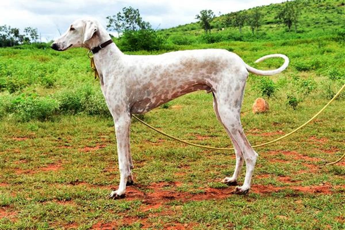 Mudhol Hound