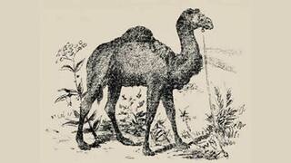 Optical Illusion IQ Test: Only Highly Intelligent People Can Find Camel Rider in Under 30 Seconds