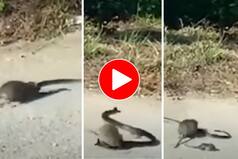 Viral Video: Rat Saves Its Baby From King Cobra, Then Teaches The Snake A Lesson. Watch