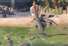 Viral Video: Fearless Woman Feeds Dozens of Alligators With Bare Hands, Netizens Stunned. Watch