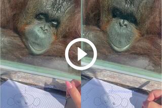 Gorilla Lovingly Admires Girl Making His Drawing, Viral Video Wins Hearts Online. Watch