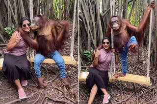 Viral Video: Chimpanzee in Jeans Kisses Woman on Cheek, Hugs Her Warmly| Watch