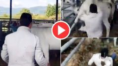 Viral Video: बछड़े के सामने गाय को पीटने लगा शख्स, तभी ऐसी लात पड़ी हवा में उड़ गया | देखें वीडियो