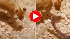 Sher Aur Cobra Ka Video: जंगल में शेर को देखते ही भिड़ गया खतरनाक कोबरा, भयंकर लड़ाई का वीडियो आया सामने । देखिए