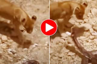 Sher Aur Cobra Ka Video: जंगल में शेर को देखते ही भिड़ गया खतरनाक कोबरा, भयंकर लड़ाई का वीडियो आया सामने । देखिए