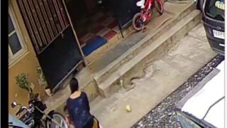 Viral Video: Karnataka Woman Saves Son From Raging Cobra in Nick of Time, Video Will Give You Goosebumps