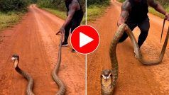 Cobra Ka Video: 10 फीट लंबे कोबरा की शख्स ने पकड़ ली पूंछ, फिर जो पलटवार हुआ हिल जाएंगे- देखें वीडियो