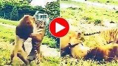 Sher Aur Bagh Ki Ladai: एक दूसरे पर कहर बनकर टूट पड़े शेर और बाघ, नजारा देख शेरनी तो हिल ही गई- देखें वीडियो