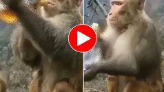 Bandar Ka Video: बंदरों के हाथ लग गई दारू की बोतल, फिर जो रुझान शुरू हुए यकीन ना करेंगे- देखें वीडियो