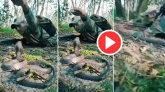 Cobra Ka Video: अचानक सैनिक के सामने पड़ गया किंग कोबरा, दिखा ऐसा नजारा 100 बार जवान को सलाम करेंगे | देखिए वीडियो