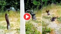 Billi Ka Video: पक्षी को खाने ही वाली थी बिल्ली तभी आ पहुंचे उसके साथी, फिर हुई ऐसी लड़ाई हिल जाएंगे | देखिए
