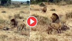 Sher Ka Video: तेंदुए पर झपटा शेर तो सामने तन कर खड़ी हो गई शेरनियां, जंगल के राजा को मजा भी चखा दिया- देखें वीडियो