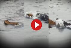 Viral Video: Lioness Enters River to Drink Water, Gets Brutally Attacked By Crocodile. Watch