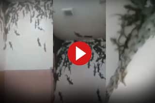 Viral Video Today: टॉयलेट में छिपकलियों की गैंग ने जमा लिया अड्डा, दरवाजा खोलते ही बुरी तरह हिल गया शख्स- देखें वीडियो