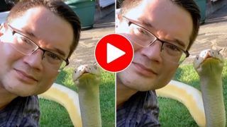 Viral Video: Man Dares To Take Selfie With Python, Then Snake Does This Unexpected Thing. Watch