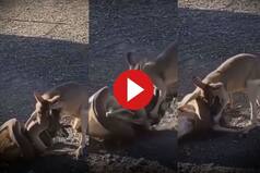 Viral Video: Python Tries to Kill Kangaroo, But His Friend Jumps In To Fight Snake. Watch What Happens Next