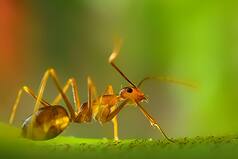 What Are Yellow Crazy Ants That Are Leaving Snakes Dead And Causing Cattle To Go Blind In Tamil Nadu