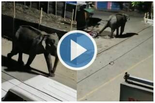Panic After Wild Elephant Spotted Roaming In Assam's Tezpur, Damages Vehicles | Watch
