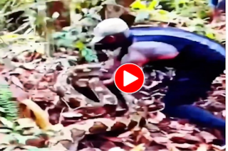 Azgar Ka Video: अजगर हमला कर पाता इससे पहले शख्स ने जकड़ लिया मुंह, देखने वालों की अटक गईं सांसे- देखें वीडियो