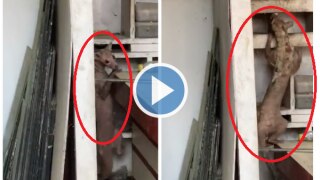 Dog Or Mongoose? Strange Animal Spotted in Bihar's Muzaffarpur, Video Leaves Internet Guessing | Watch