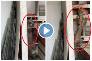 Dog Or Mongoose? Strange Animal Spotted in Bihar's Muzaffarpur, Video Leaves Internet Guessing | Watch