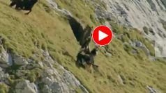 Cheel Aur Bakri Ki Ladai: आसान शिकार समझ बकरी को उठाने लगी चील, फिर जो हुआ हिल जाएंगे- देखें वीडियो