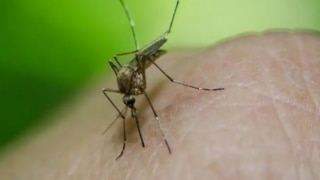 Kerala Witnesses Rise in Dengue Cases, Issues Alert In These Districts | Check Full List of Guidelines  