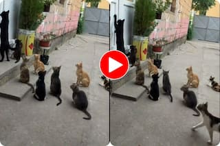 Billi Ka Video: अचानक घर पर पहुंच गई बिल्लियों की गैंग, काली वाली ने जो किया सोच भी नहीं सकते- देखें वीडियो