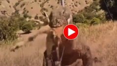 Wild Animal Video: छिपकली जैसे दिखने वाले दैत्याकार जीव ने हिरण को बनाया शिकार, पल भर में लील भी गया- देखें वीडियो