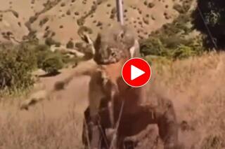 Wild Animal Video: छिपकली जैसे दिखने वाले दैत्याकार जीव ने हिरण को बनाया शिकार, पल भर में लील भी गया- देखें वीडियो