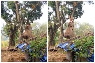 Viral Video: Hungry Elephant Tries to Pluck Jackfruit From a Tree, Villagers Applaud When It Succeeds | Watch