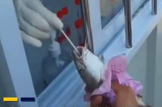 COVID Cases Rise in China: Apart From Humans, Fish And Crabs Also Undergo RT-PCR Test. Watch Video