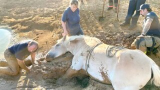 Viral Video: Firefighters Dig Through Thick Mud to Rescue Stuck Horse, Internet Thanks Them