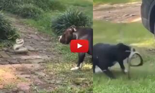 Cobra Aur Doggy Ki Ladai: सांप और डॉगी के बीच हुई इतनी खतरनाक लड़ाई, जिसने देखा रोंगटे खड़े हो गए | देखिए Video
