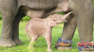 Rare White Elephant Born in Myanmar, People Consider It An Auspicious Creature