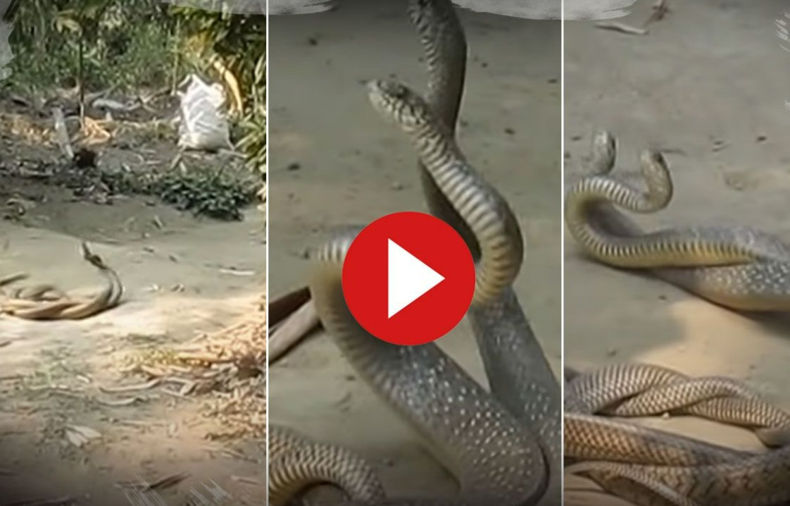 Wild footage shows snake slithering around toilet