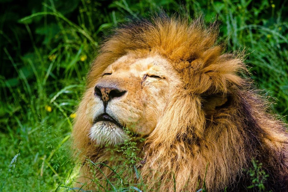 World Lion Day 2022: Why are Lions the King of Jungle