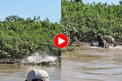 Black Jaguar Attacks Crocodile As Soon As It Comes Out Of River, Viral Video Will Leave You Stunned