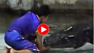 Magarmach Ka Video: मगरमच्छ के जबड़े में लड़के ने डाल दिया हाथ, फिर जो हुआ भूलकर भी गलती नहीं करेगा- देखें वीडियो