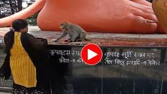 Bandar Ka Video: सामान छीना तो महिला और बंदर में हो गई तगड़ी झड़प, एक दूसरे पर बरसाए चांटे- देखें वीडियो