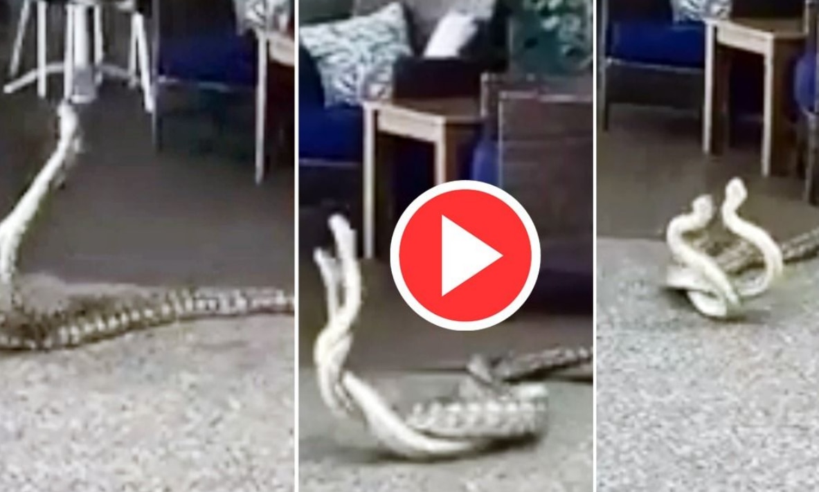 Viral Video: Thirsty Cobra Drinks Water From A Glass, Internet Stunned