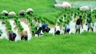 Tamil Nadu: Revoke Free Power, Paddy Farmers Lose Their Crops