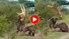 Sher Ka Video: शेर को देखते ही बुरी तरह झल्ला गया भैंसा, कहर बनकर ऐसे टूटा आप भी हिल जाएंगे- देखें वीडियो