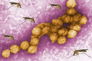 West Nile Virus: क्या है वेस्ट नाइल वायरस, इसके लक्षण क्या हैं और हमें कितना चिंतित होना चाहिए?