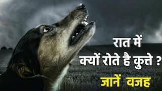 क्यों रात में रोते हैं कुत्ते? सच जानकर चौंक जाएंगे आप, वीडियो में जानें पूरी डिटेल्स | Watch Video