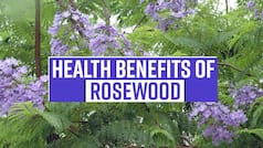 Health Benefits Of Rosewood: From Treating Fungal Infection To Curing Skin Problems, Rosewood Works As Miracle| Watch Video