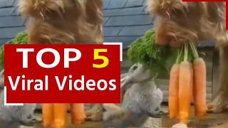 Viral Video: कुत्ते ने की खरगोश से दोस्ती, प्यार से खिलाया गाजर | देखें सच्चे यार का वीडियो