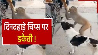 Viral Video: बंदर को भूख लगी तो कुत्ते की पीठ पर चढ़ा, फिर दुकान से चुराए चिप्स के पैकेट | Watch video