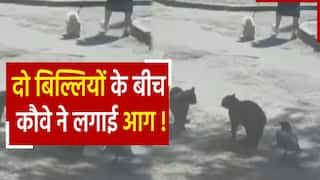 Viral Video: कौवे ने दो बिल्लियों को लड़ाई के लिए उकसाया, पिंच कर शुरू करवा दी जंग | देखें मजेदार वीडियो